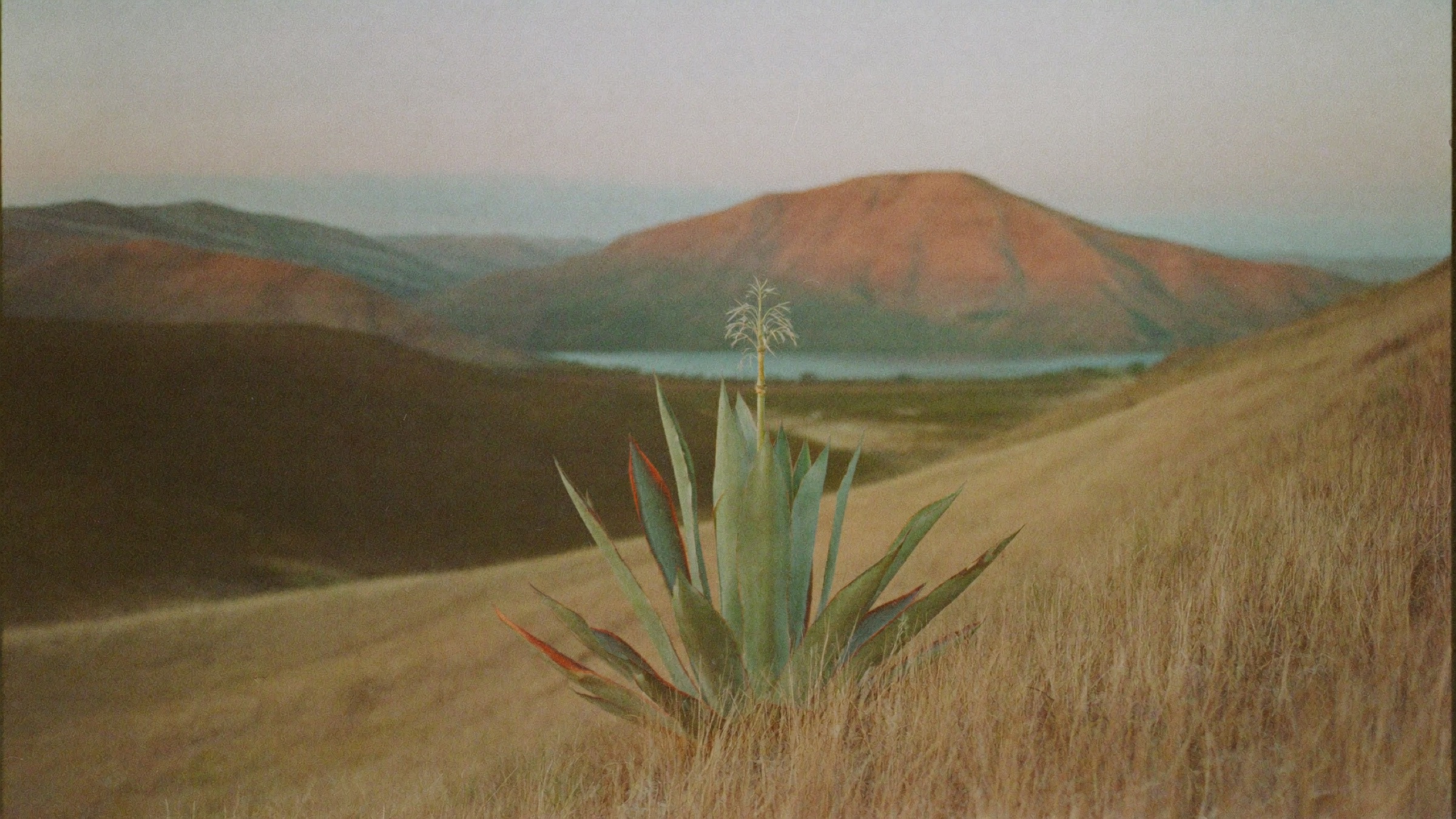 Un agave solitario sobre el pastizal seco, con el lago y las montañas al fondo